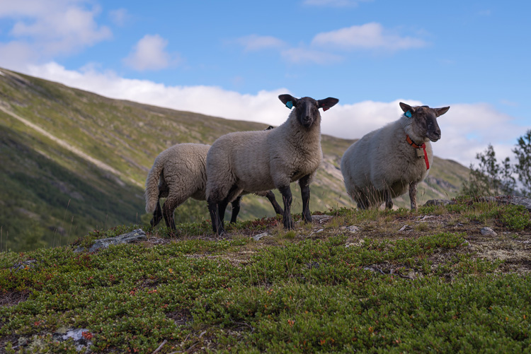 Sheep